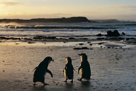 Small-Group Phillip Island Day Trip From Melbourne With Penguin Plus Viewing - Accommodation Mermaid Beach 15