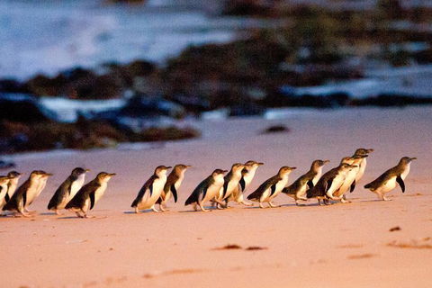 Small-Group Phillip Island Day Trip From Melbourne With Penguin Plus Viewing - Accommodation Mermaid Beach 13