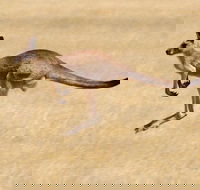 Koalas and Kangaroo in the Wild Tour from Melbourne - Accommodation Mermaid Beach