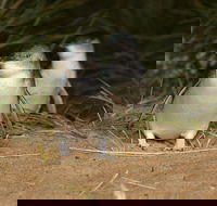 Express Expedition to Phillip Island Penguin Wildlife Encounter Evening Tour - Accommodation Mermaid Beach