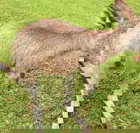 2 Day Exclusively Private Tour Of Phillip Island  The Penguin Parade - Accommodation Mermaid Beach