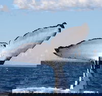 Phillip Island Whale Watching Tour - Accommodation Mermaid Beach