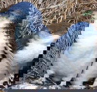 Day Tour of Phillip Island Nature Parks  Penguins - Accommodation Mermaid Beach
