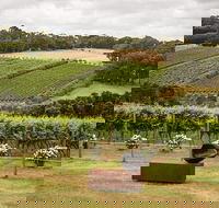 Montalto Vineyard Mornington Peninsula Discovery Wine Tasting and Lunch - Accommodation Mermaid Beach