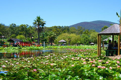 Blue Lotus Water Garden - Admission Ticket - Accommodation Mermaid Beach 0