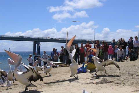 Cape Woolamai Sightseeing Cruise From San Remo - Accommodation Mermaid Beach 8