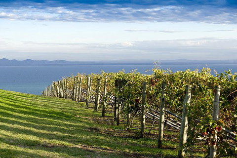 Around The Bay Food And Wine Taste Trail - Accommodation Mermaid Beach 5