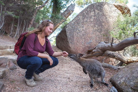 Wineglass Bay Explorer Active Day Trip From Launceston - Accommodation Mermaid Beach 26