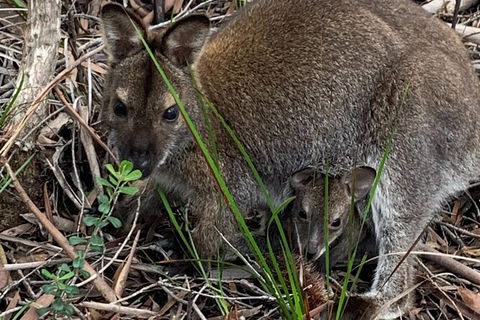 Wineglass Bay Explorer Active Day Trip From Launceston - Accommodation Mermaid Beach 21