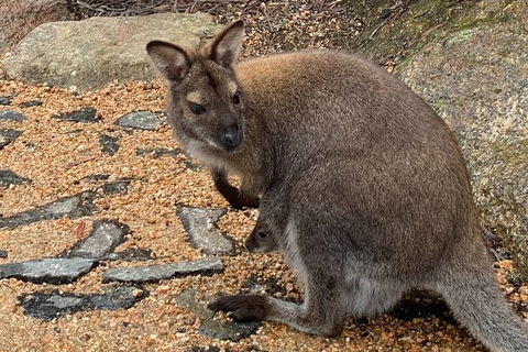 Wineglass Bay Explorer Active Day Trip From Launceston - Accommodation Mermaid Beach 20