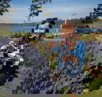 Port Arthur and Lavender Farm Active Day Tour - Accommodation Mermaid Beach