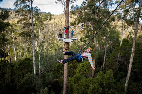 Hollybank Wilderness Adventure - Zipline Tours - Accommodation Mermaid Beach 3