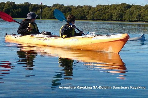 Adelaide Dolphin Sanctuary And Ships Graveyard Kayak Tour - Accommodation Mermaid Beach 0