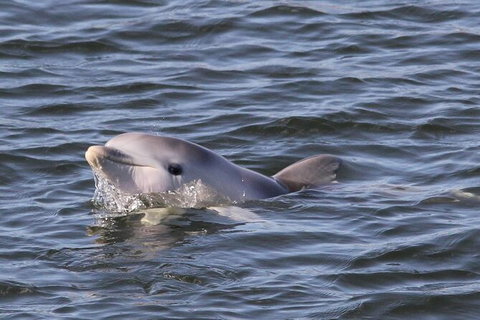 Adelaide Dolphin Sanctuary And Ships Graveyard Kayak Tour - Accommodation Mermaid Beach 6