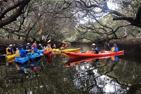 Adelaide Dolphin Sanctuary And Ships Graveyard Kayak Tour - Accommodation Mermaid Beach 10