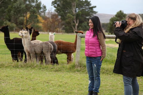 Alpaca Farm 2 Hour Tour - Accommodation Mermaid Beach 1