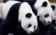 Adelaide City Tour With Optional River Cruise And Adelaide Zoo Admission - thumb 1