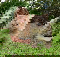 Croc Express to Australia Zoo from Brisbane - Accommodation Mermaid Beach