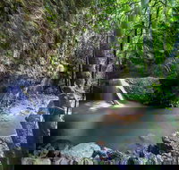 Springbrook andTamborine Rainforest Tour Incl Natural Bridge and Glow Worm Cave - Accommodation Mermaid Beach
