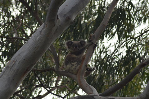 North Stradbroke Island Day Trip From Brisbane - Accommodation Mermaid Beach 11