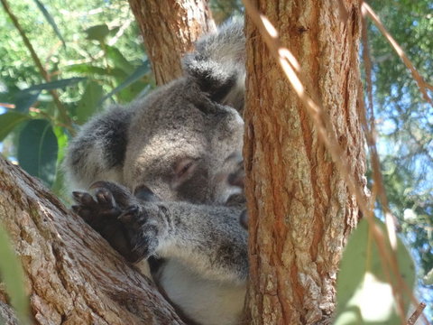 North Stradbroke Island Day Trip From Brisbane - Accommodation Mermaid Beach 23