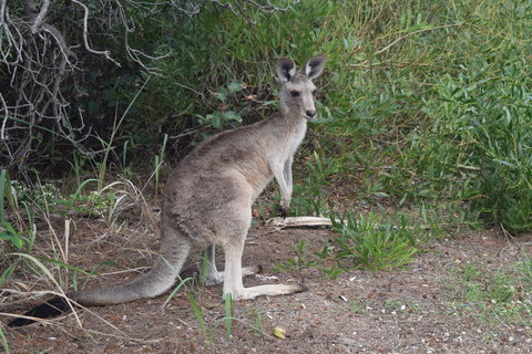 North Stradbroke Island Day Trip From Brisbane - Accommodation Mermaid Beach 13