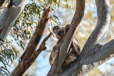 North Stradbroke Island Day Trip From Brisbane - Accommodation Mermaid Beach 27