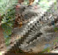 Lone Pine Koala Sanctuary Day Pass - Accommodation Mermaid Beach