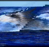Whale Watching Cruise from Redcliffe Brisbane or the Sunshine Coast - Accommodation Mermaid Beach