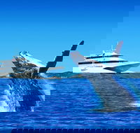 Tangalooma Island Resort Classic Whale Watching Day Cruise - Accommodation Mermaid Beach