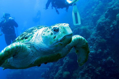 Scuba Dive The S.S. Yongala Wreck On The Great Barrier Reef. - Accommodation Mermaid Beach 0