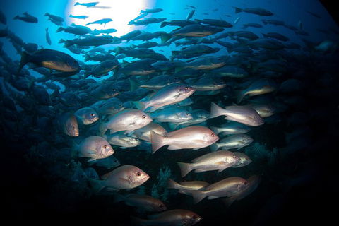 Scuba Dive The S.S. Yongala Wreck On The Great Barrier Reef. - Accommodation Mermaid Beach 7