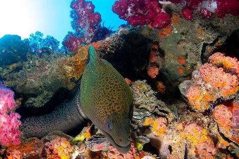 Scuba Dive The S.S. Yongala Wreck On The Great Barrier Reef. - Accommodation Mermaid Beach 6