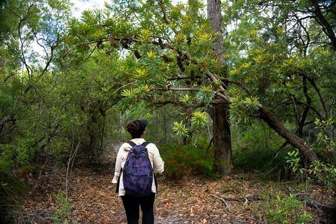 Pack-free Camping: Lake McKenzie Central Hike - 2 Days - Accommodation Mermaid Beach 1