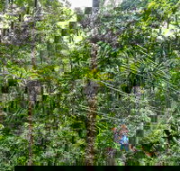 Cape Tribulation and Jungle Surfing Adventure Day from Port Douglas - Accommodation Mermaid Beach