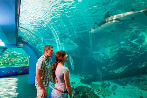 Reef HQ Great Barrier Reef Aquarium General Entry Ticket - Accommodation Mermaid Beach 1