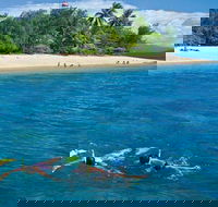 Wavedancer Low Isles Great Barrier Reef Sailing Cruise from Port Douglas - Accommodation Mermaid Beach