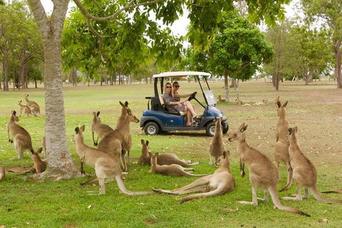 Small-Group Wildlife And Rainforest Tour From Port Douglas - Accommodation Mermaid Beach 0