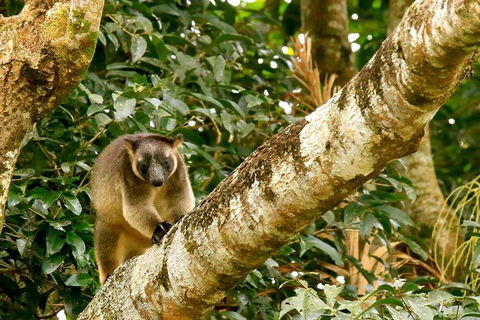 Small-Group Wildlife And Rainforest Tour From Port Douglas - Accommodation Mermaid Beach 1
