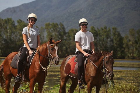 Blazing Saddles Horse Riding - Accommodation Mermaid Beach 6