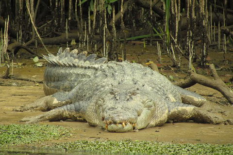 Daintree River Dawn Cruise - Accommodation Mermaid Beach 1