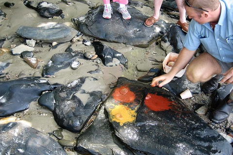 Private Daintree Wanderer Tour - Accommodation Mermaid Beach 6
