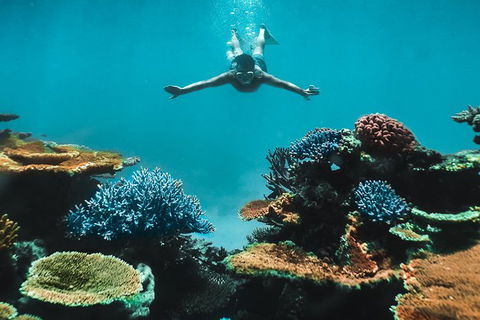 Great Barrier Reef Cruise From Townsville Or Magnetic Island - Accommodation Mermaid Beach 11