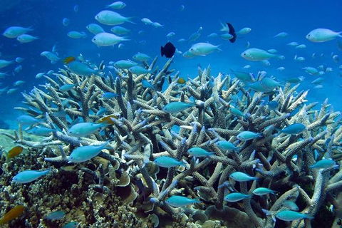Great Barrier Reef Cruise From Townsville Or Magnetic Island - Accommodation Mermaid Beach 14
