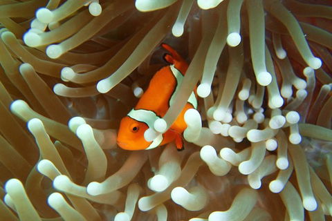 Great Barrier Reef Cruise From Townsville Or Magnetic Island - Accommodation Mermaid Beach 9