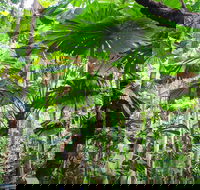 Cape Tribulation Daintree Rainforest and Wildlife Tour - Accommodation Mermaid Beach