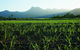 Private Transfer 4 To 6 Passengers, Cairns <> Port Douglas. One Way. - thumb 4