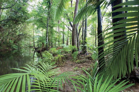 Private Transfer 4 To 6 Passengers, Cairns <> Port Douglas. One Way. - Accommodation Mermaid Beach 8