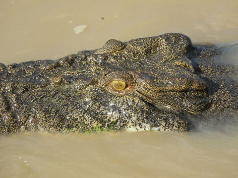 Darwin Jumping Crocodiles Cruise On Adelaide River - Accommodation Mermaid Beach 4