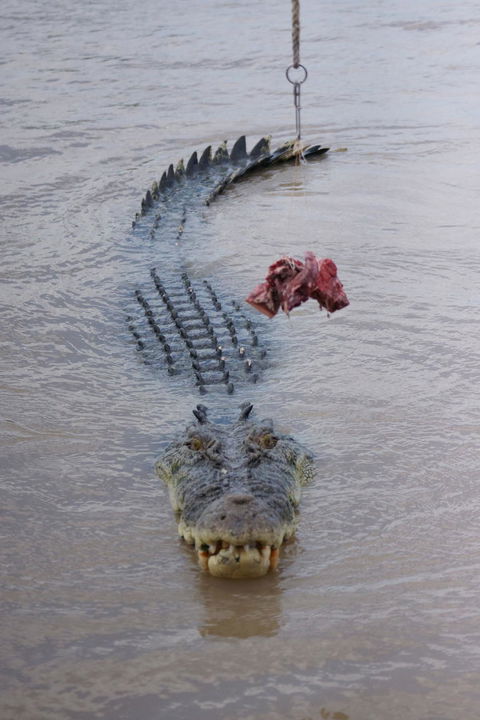 Darwin Jumping Crocodiles Cruise On Adelaide River - Accommodation Mermaid Beach 7